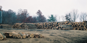 Logging Yard